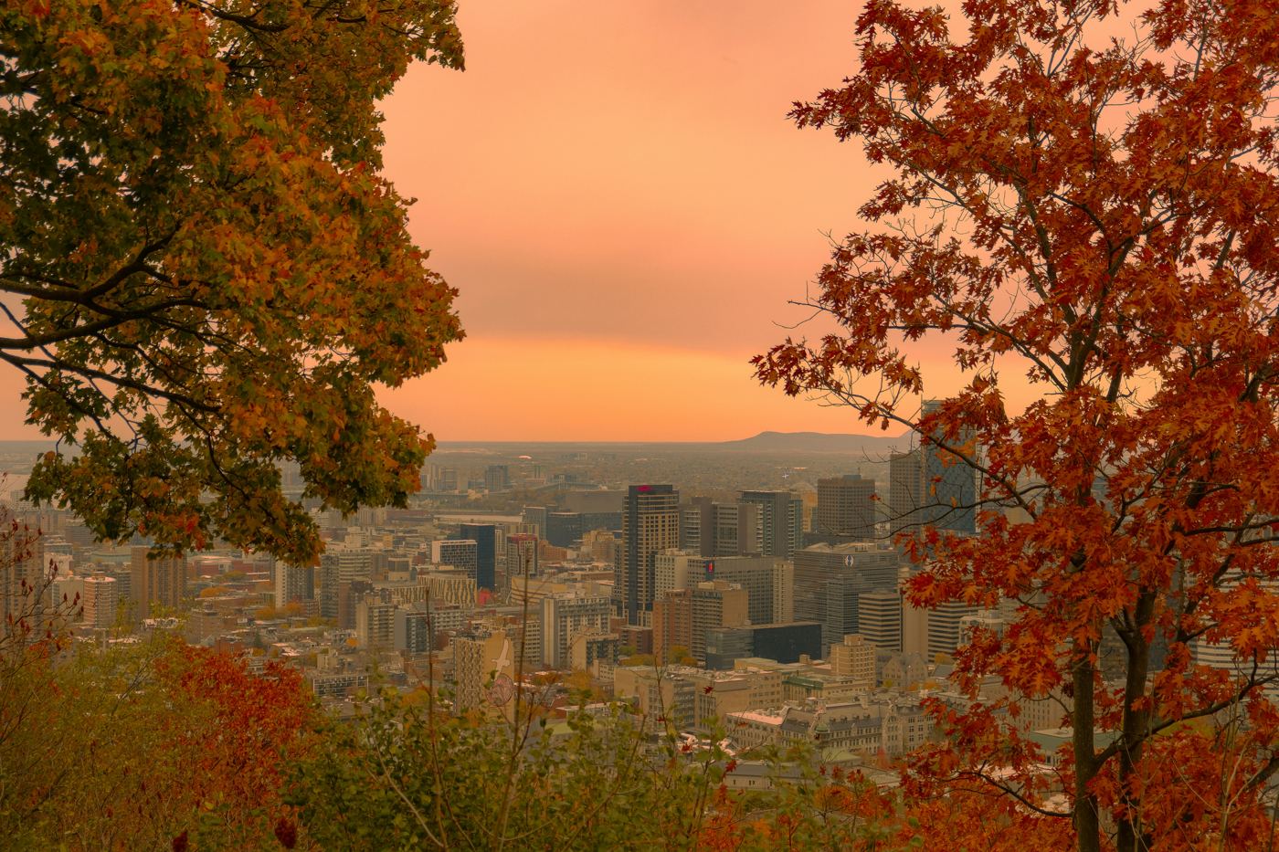 Le centre-ville de Montréal au coucher du soleil, vu du mont Royal entre des arbres d’automne